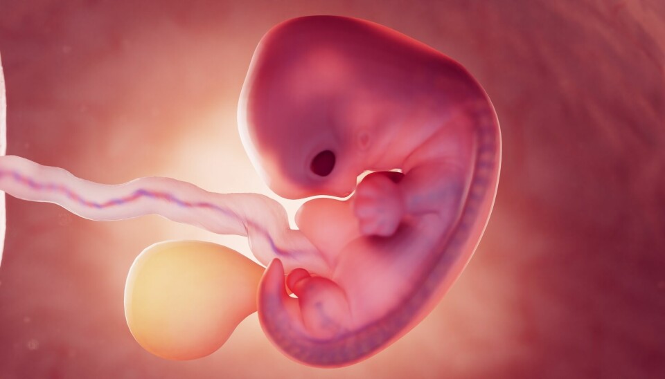 Etter hver som embryoet vokser, skrumper også plommesekken (farget i gult) inn.