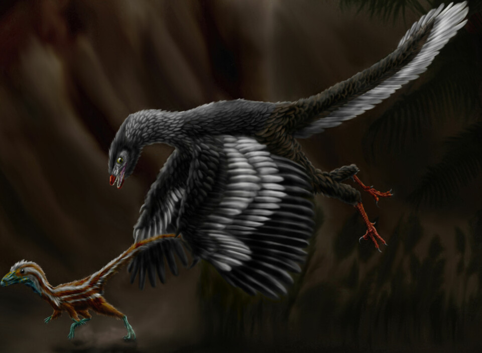 Slik har en artist framstilt fugleslektningen Archaeopteryx.