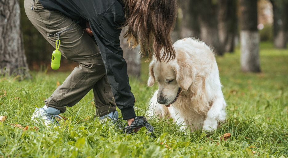 Trenger vi egentlig å plukke opp hundebæsj?