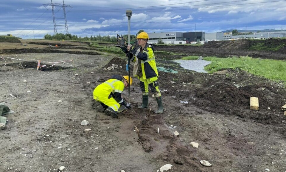 På Torgård på Tiller i Trondheim graver arkeologer frem det som kanskje er Trøndelags eldste tregjerde.