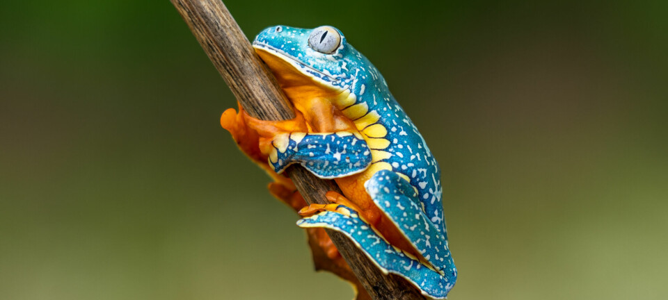 Golden-eyed,Leaf,Frog,,Cruziohyla,Calcarifer,,Green,Yellow,Frog,Sitting,On