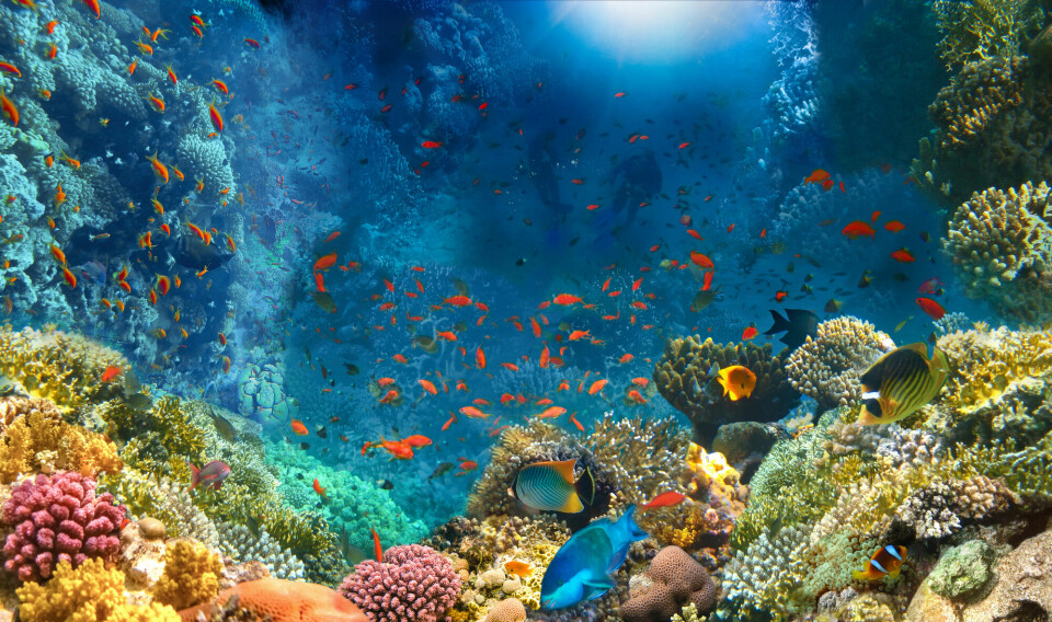 Mange fisk bor og finner mat i korallrev.