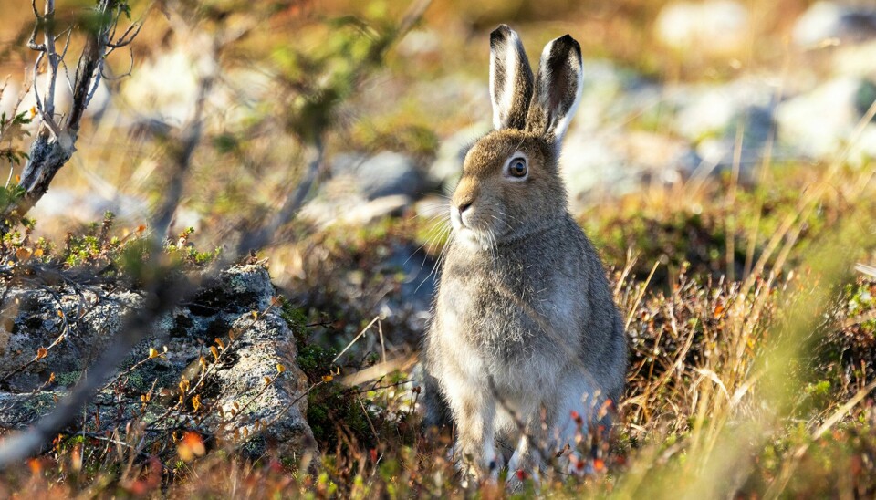 Harepest er en alvorlig sykdom som kan forårsake død hos hare.