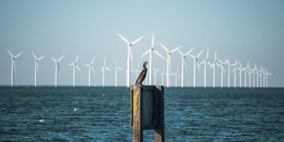 Provisional research results indicate that four out of five collisions between birds and wind turbines can be avoided.