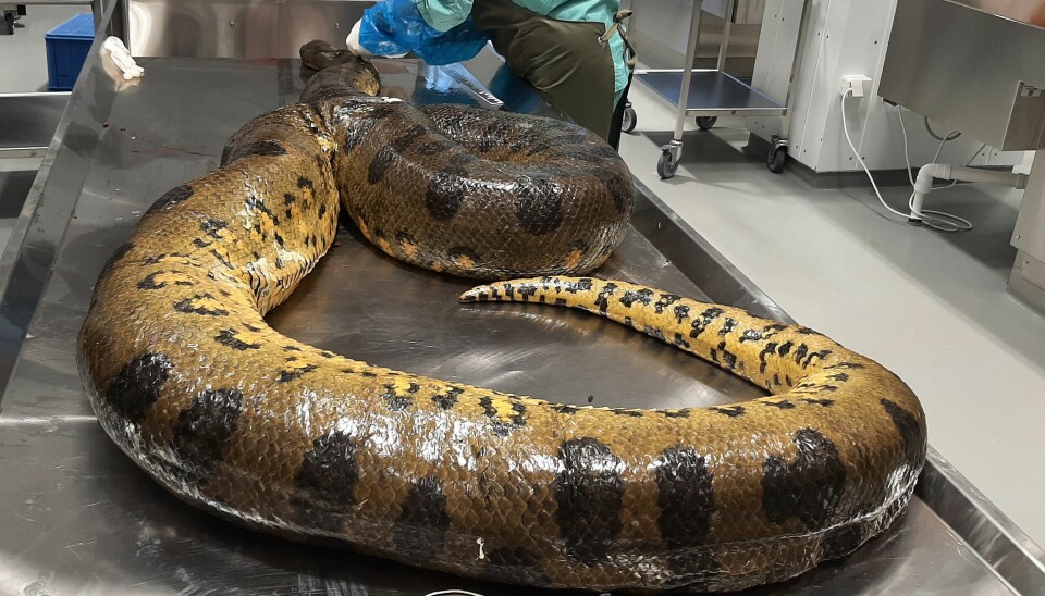Anaconda is the world's heaviest snake and naturally lives in swamps around the Amazon.