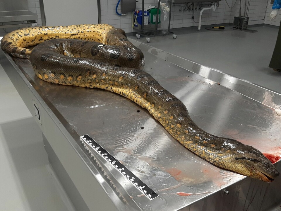 Nodular lesions were found in the intestine of the anaconda. This is typical for salmonella infection.