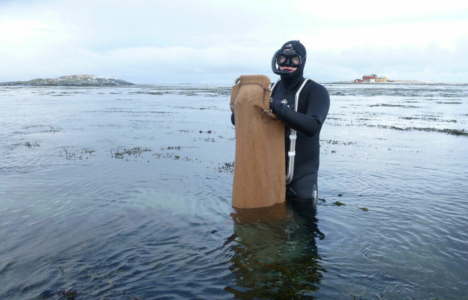 Jon Eirik Brennvall is a diver and general manager of the company Statsnail AS. Here pictured with a bag full of periwinkles collected along the shore somewhere in Trøndelag county.