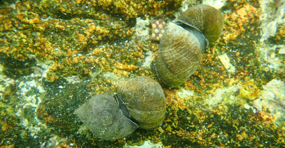 Researchers have made a breakthrough in their attempts to farm periwinkles, which are regarded as a delicacy in southern Europe. Here we see two small snails enjoying life on a rock.