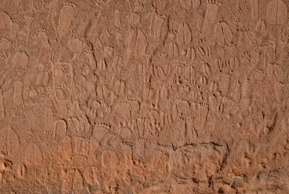 Spor av mennesker og dyr tett i tett på en fjellvegg i Namibia, Afrika. Ingen vet hvorfor steinalder-kunstnerne hugget sporene inn i veggen.