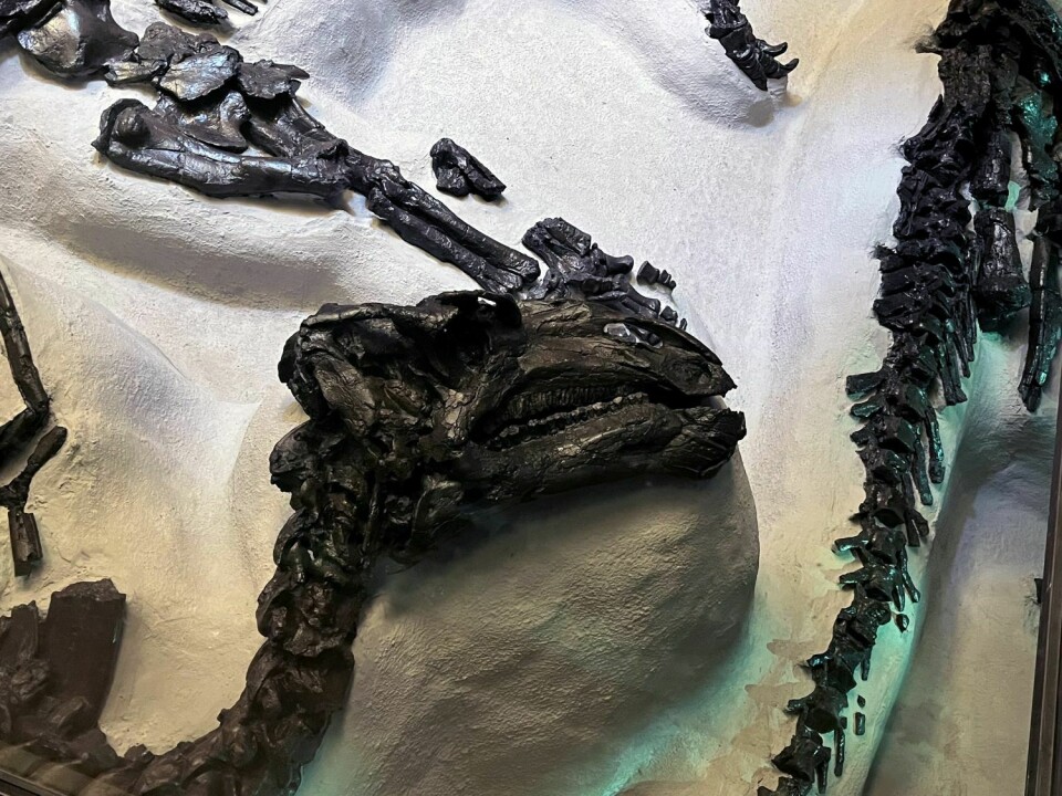 Deler av skjelettet til Iggy. Det ble funnet 30 intakte skjeletter av iguanodon-dinosaurer.