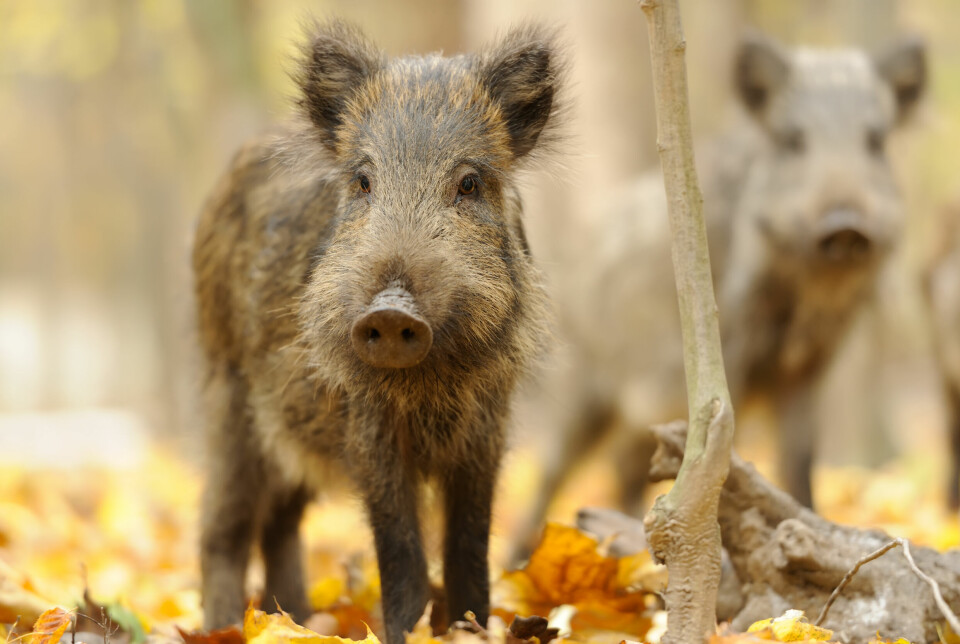 En av de mest alvorlige sykdommene for både villsvin og tamsvin, afrikansk svinepest, er nå påvist hos villsvin i Sverige.
