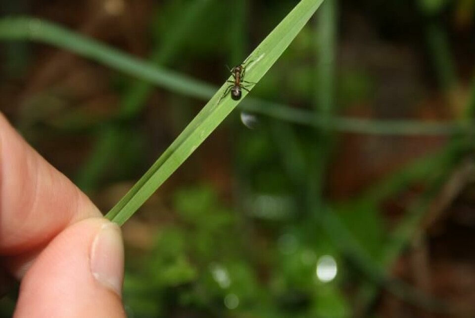 En maur biter seg fast i et gresstrå. Den skal spises av et beitedyr, er planen til leverikten.