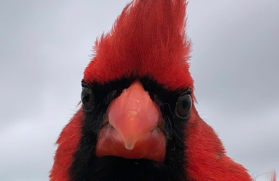 Forskere ut at sangfugler inkludert Northern Cardinal, eller rødkardinalen, som lever året rundt i den urbane kjernen av San Antonio, Texas, hadde øyne omtrent fem prosent mindre enn medlemmer av samme art fra de mindre lyse utkantstrøkene.