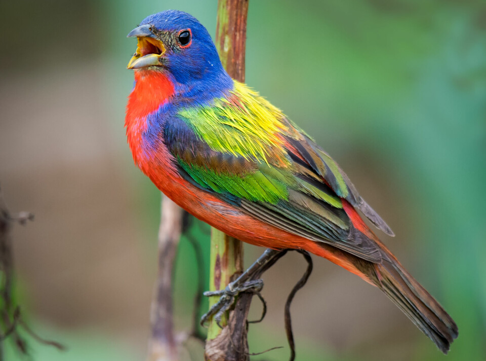 Forskerne fant ingen forskjell i øyestørrelse hos trekkfugler som pavespurven (passerina ciris), eller Painted Bunting på engelsk. Funnene tyder på at trekkfugler kan ha problemer med å tilpasse seg bylivet.