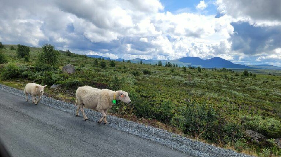 Søye med lam vandrer langs Jotunheimveien, Nord-Fron, Innlandet.