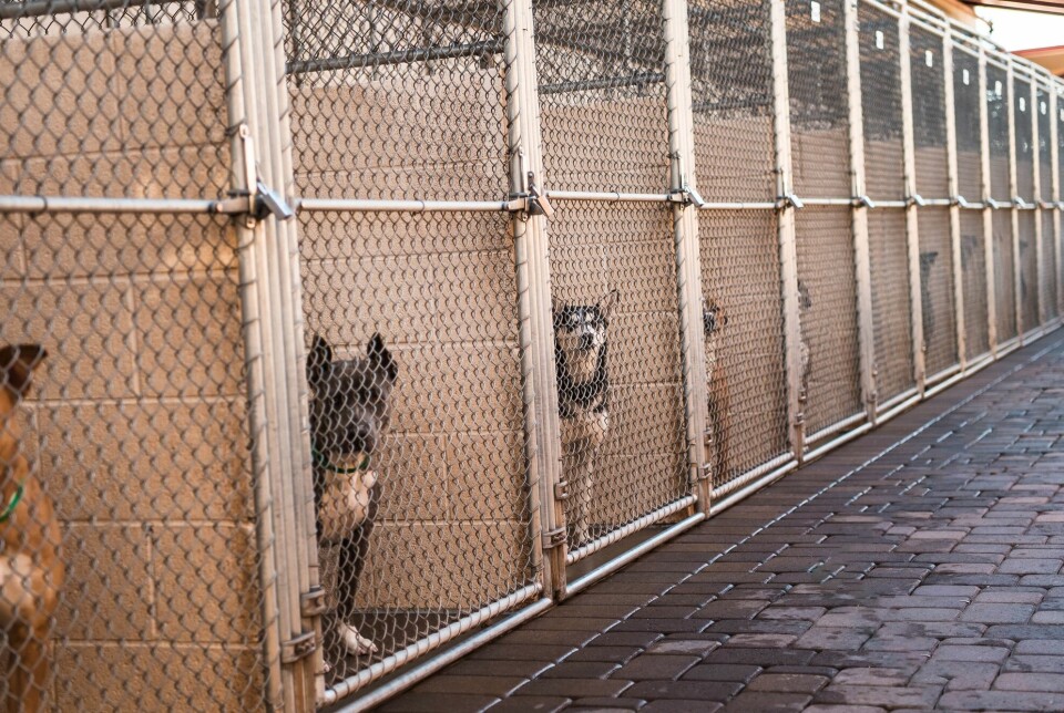 Slik kan hunder bo i et animal shelters i USA mens de venter på nye eiere.