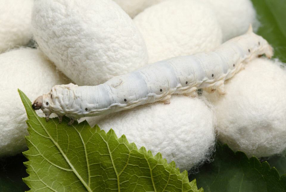Silkeormene lager kokonger av råsilke.