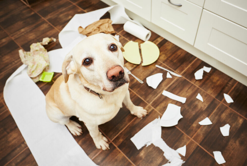 Hunder kan noen ganger få utløp for angst eller frustrasjon ved å gnage på møbler, tisse på gulvet eller på andre måter ødelegge hjemmet. De fleste hunder lider imidlertid på en mindre destruktiv måte, men er likevel ensomme.