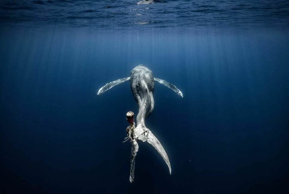 Her ser du hvalens finner viklet inn i en snor og en gjenstand.