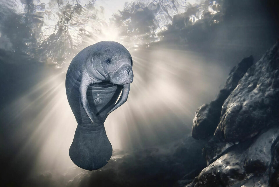 Årets «Hope»-bilde i kategorien «Conservation» i Ocean Photographer of the Year 2023.