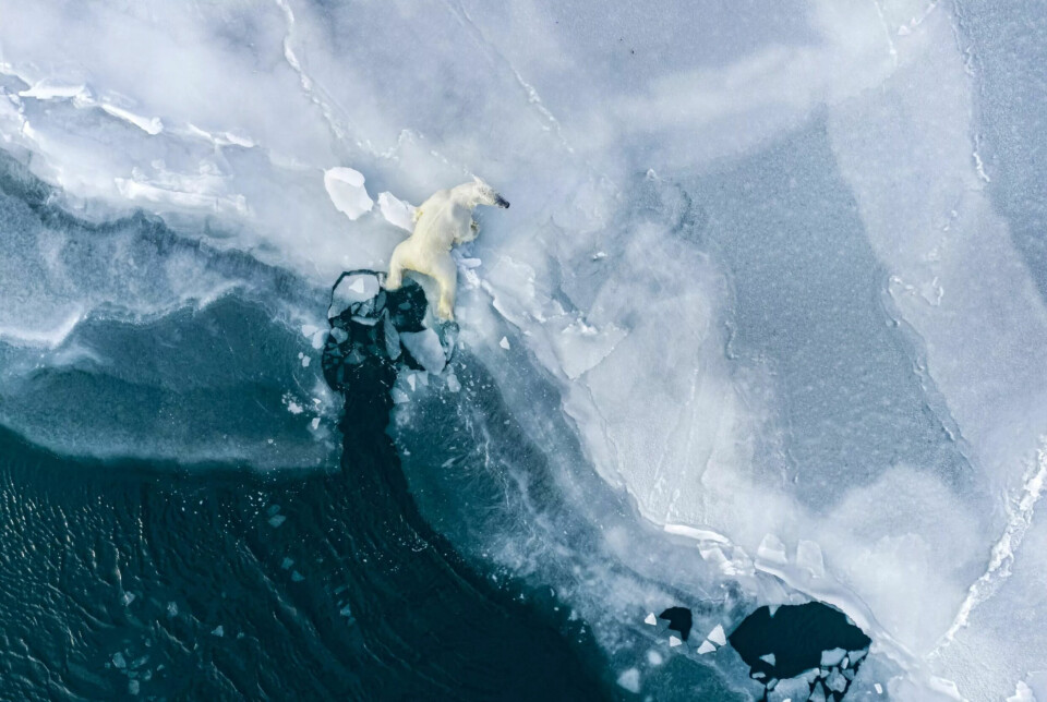 Vinneren av årets «Impact»-bilde i kategorien «Conservation» i Ocean Photographer of the Year 2023.