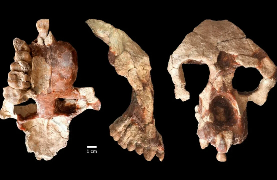 Kraniet til en hittil ukjent apeart er funnet i Tyrkia. Forskerne som står bak funnet, kaller apen Anadoluvius turkae og mener den viser at stamfaren til aper og mennesker oppsto i Europa.
