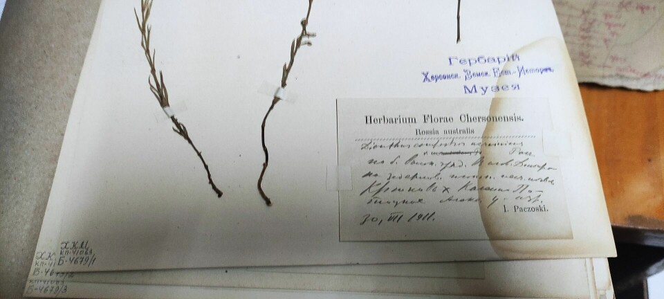 Et eksempel på et av objektene som ble berget fra herbariet ved Kherson Naturhistoriske Museum.