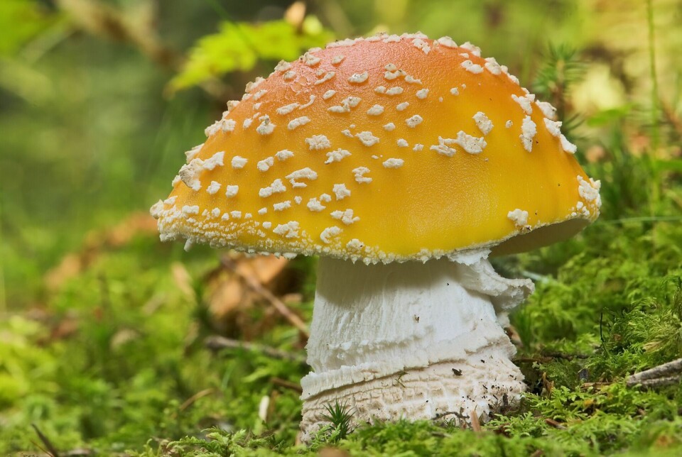 Kjenner du igjen denne soppen? Det er en rød fluesopp (Amanita muscaria). De kan være gule, oransje og knallrøde.