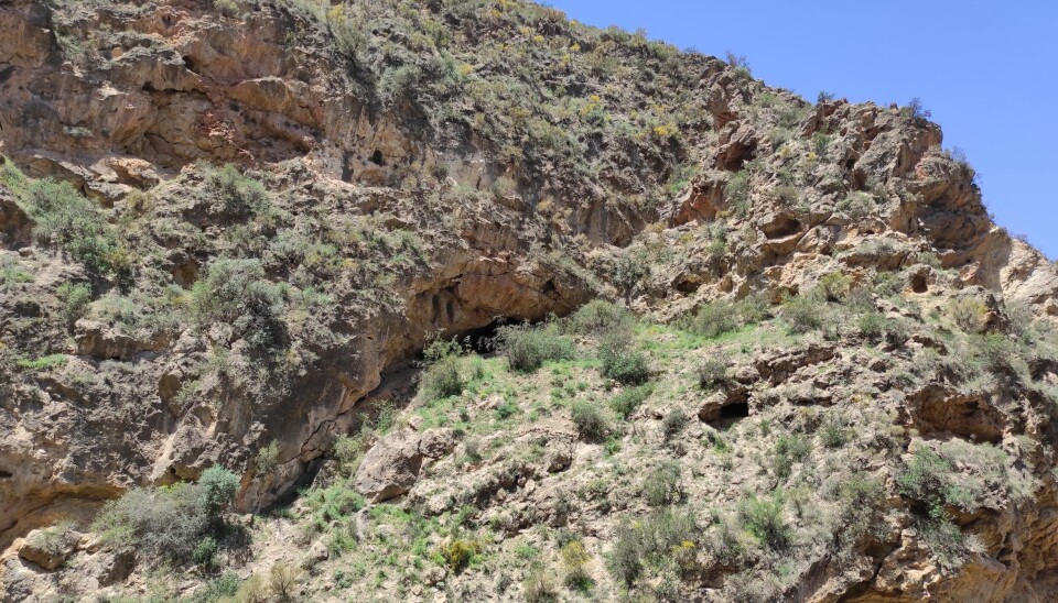 Dette er inngangen til hulen, kalt Cueva de los Murciélagos de Albuñol. Den ligger i nærheten av Malaga i Sør-Spania og en av områdets største flaggermuspopulasjoner lever i grottesystemet her.