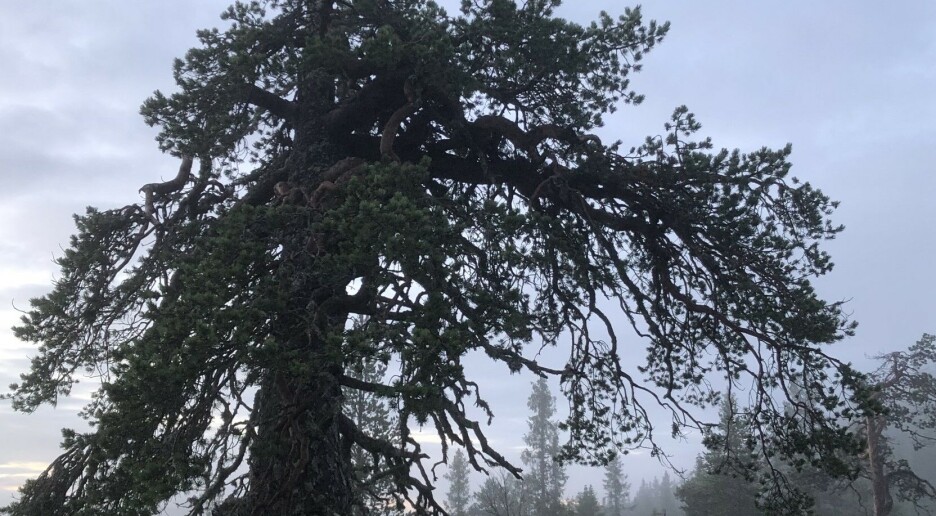 Hvordan ville skogen vært om vi ikke var her?