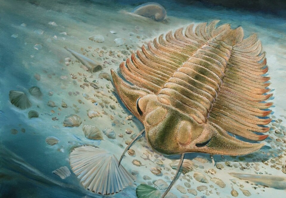 Denne illustrasjonen viser hva slags skjell denne trilobitten spiste for mer enn 465 millioner år siden. Denne arten kalles Bohemolichas, og den var ikke mer enn noen centimeter lang.