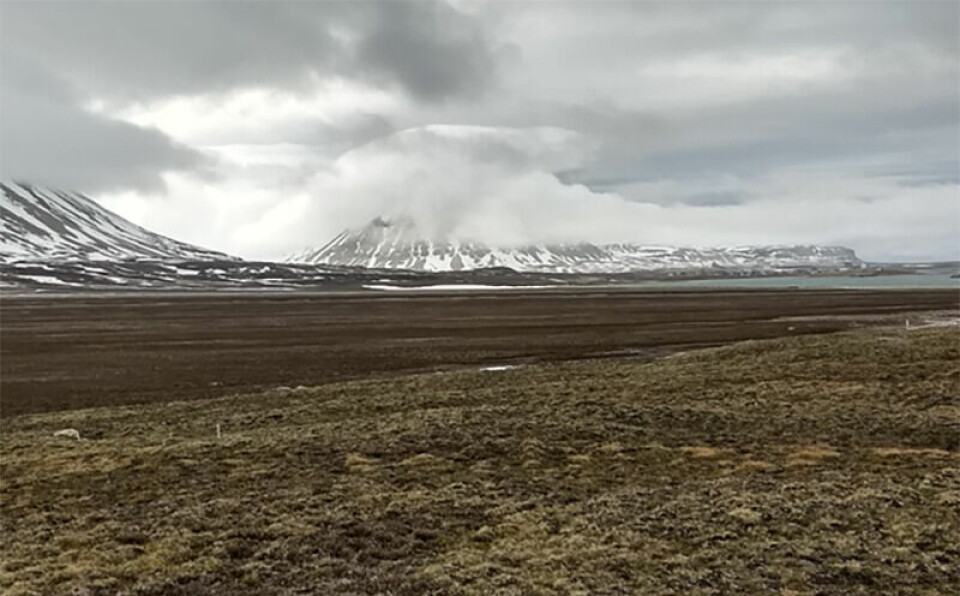 Tundra nær Ny-Ålesund sommeren 2019. Zeppelin-observatoriet ligger på fjellsiden i bakgrunnen til venstre (skjult av skyer). Tundraen er potensielt en viktig kilde til bioaerosoler i Arktis.