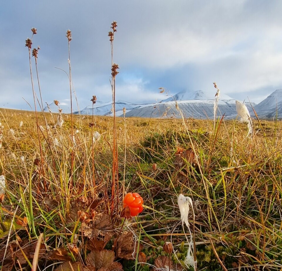 Molte på Svalbard har bekymringsverdig lav genetisk variasjon. Den er derfor fredet.
