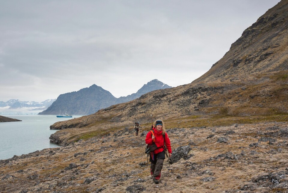 Virve Ravolainen har vandret mye på Svalbard, men aldri sett så mye som et moltekart. – Det går vandrehistorier om folk som har funnet moltebær på Svalbard, men at bevismaterialet er slukt på stedet, sier forskeren.