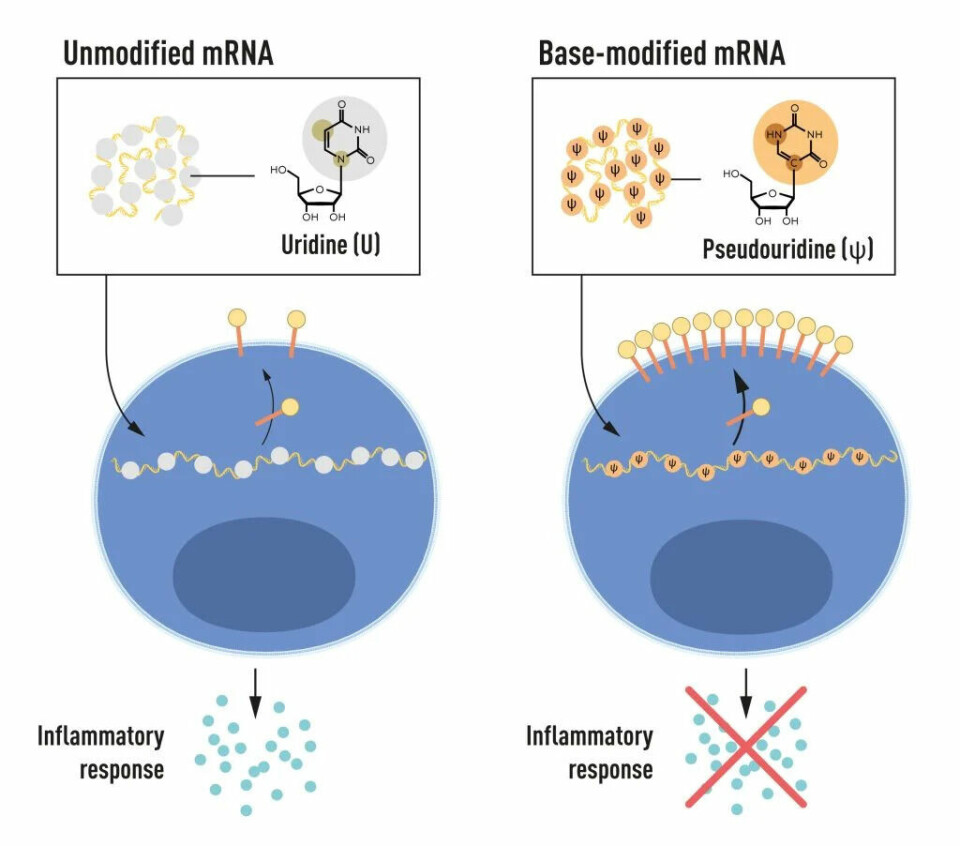 Figur 2: mRNA inneholder fire forskjellige baser, forkortet som A, U, G, og C. Nobelprisvinnerne oppdaget at base-modifisert mRNA kan brukes til å blokkere aktivering av inflammatoriske reaksjoner (utskillelse av signaleringsmolekyler) og øke proteinproduksjonen når mRNA leveres til celler.