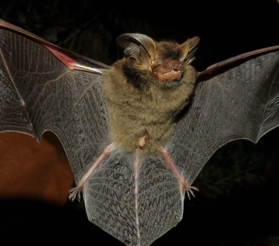H. aliensus i full prakt.