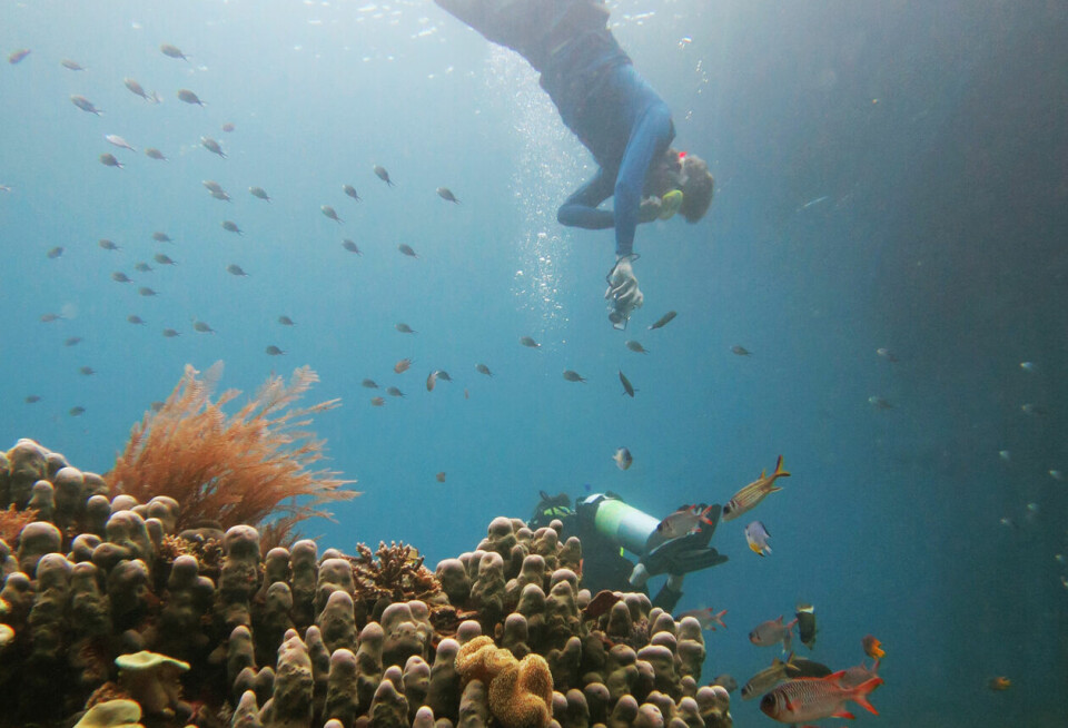 Professor Mark Costello diving in Raja Ampat near West-Papua, Indonesia.