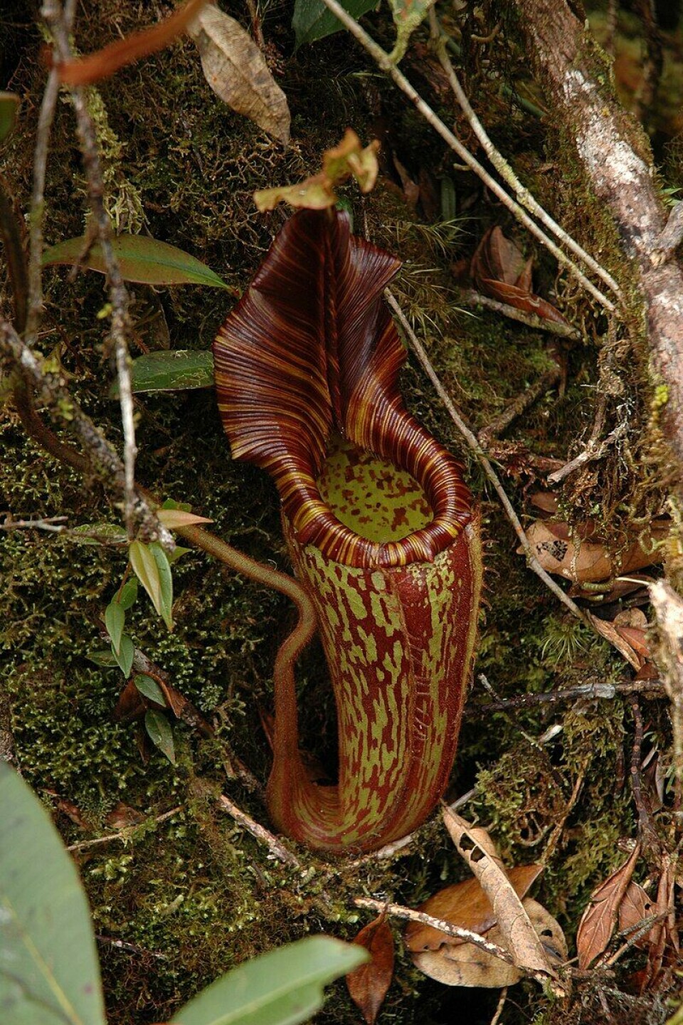 Ingen så Velvet Pitcher Plant på 101 år.