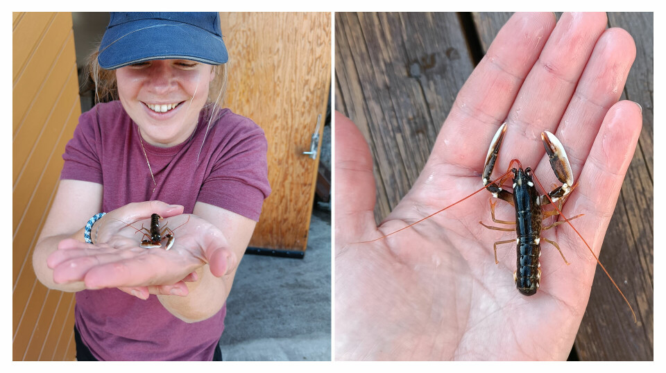 Forskerteamet fra HI og Green Bay var i området og fikk plukket med seg hummeren. Her viser forsker Susanna H. Thorbjørnsen hvor liten den faktisk er.