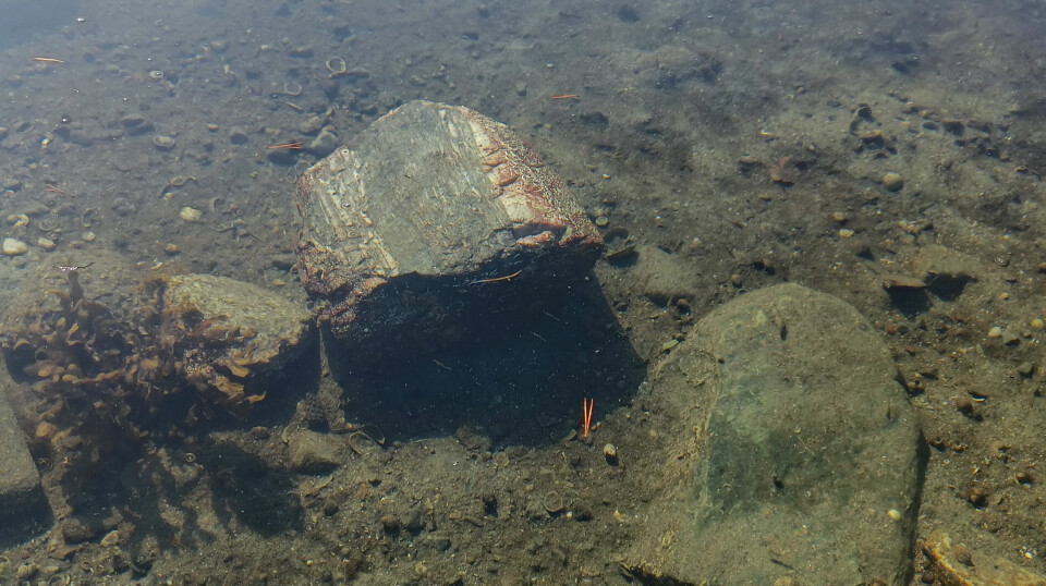 Hummeren sitt skjulested var steinen til venstre, men den gjemte seg under den til høyre ved høyvann.
