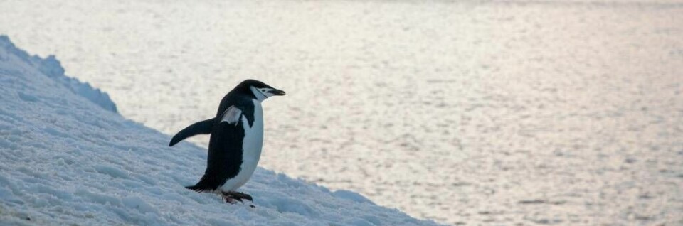 Opptil ti tusen keiserpingvinkyllinger døde i fjor som en konsekvens av at isen som pingvinkoloniene lå på, forsvant langt tidligere enn vanlig.