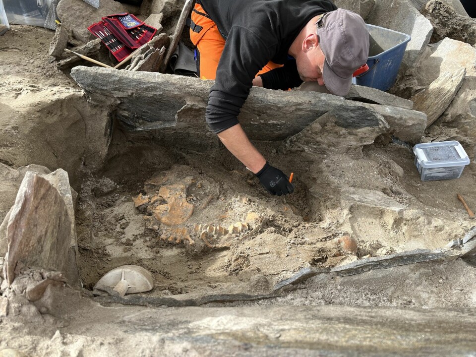 Arkeologene har gjort et historisk funn inkludert godt bevarte beinrester i en 4000 år gammel grav i Selje.
