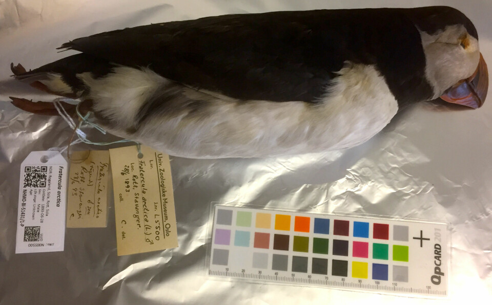 Denne lundefuglen ble fanget på Sola i Rogaland den 28. juni 1883. I dag oppbevares den hos Naturhistorisk museum i Oslo. Hos dyr som denne gamle fuglen er det nå blitt mulig å kartlegge alt arvestoffet.