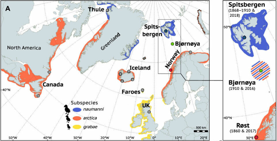 I 100.000 år har det vært tre underarter av lundefugl i Europa, naumanni, arctica og grabae. Nå har plutselig en helt ny hybridisert fugl oppstått på Bjørnøya. Det har skjedd veldig raskt.