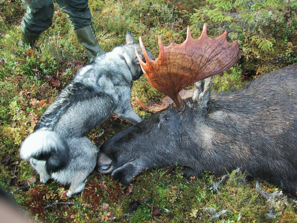 Hunder kan få i seg parasitten om de spiser rått slakteavfall fra en elg med dvergbendelmark.