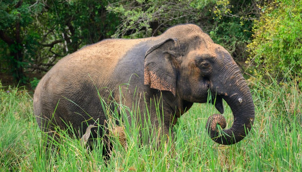 Elefanter har vist seg å kunne skrelle bananer og åpne vanskelige bokser.