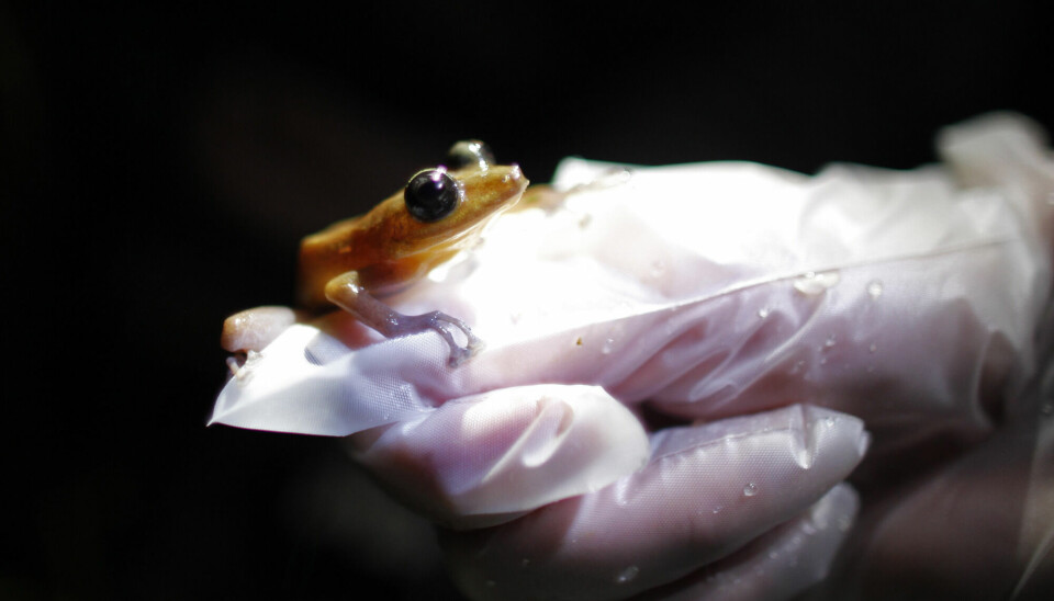 En ny studie viser at 41 prosent av verdens amfibier er truet. Her blir en «Coqui Guajon»-frosk fotografert i 2013.