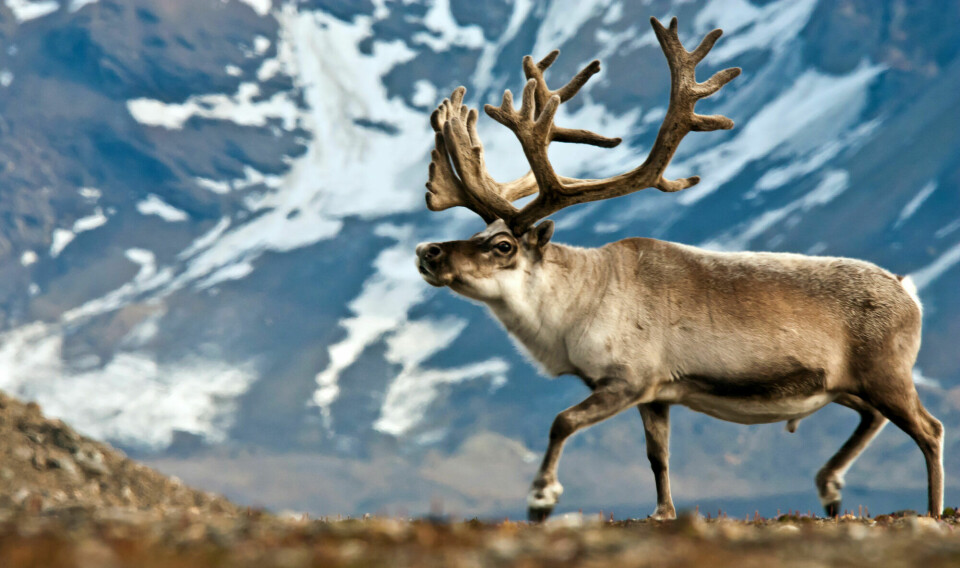 The reindeer have managed to adapt to life on Svalbard, despite the fact that they have not been there for more than about 7,000- 8,000 years. But will they be able to adapt to the rapid climate changes?