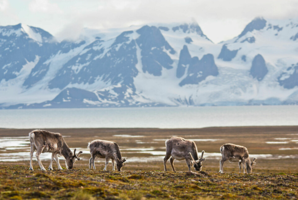 Among their many adaptions, the Svalbard reindeer have developed the ability to digest moss instead of lichen.
