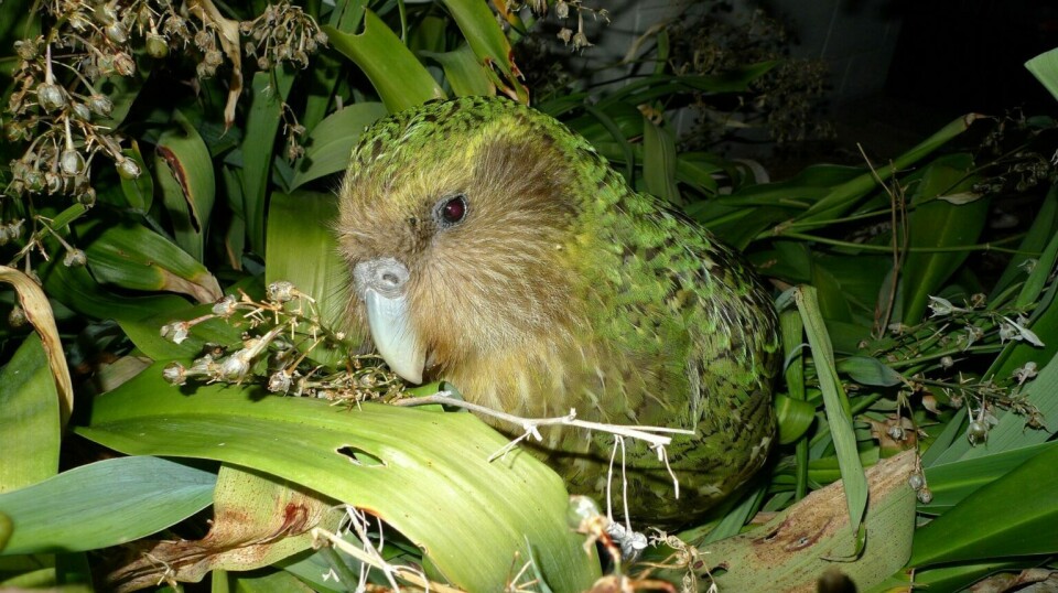 Harmful gene variants have disappeared from the kakapo parrots in New Zealand. Researchers believe the cause is inbreeding over time.